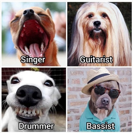 Musical dogs