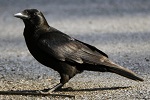 My Spirit Animal - The Crow