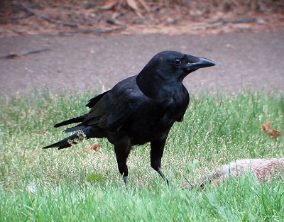 Black Crow