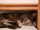 Zoe sleeping