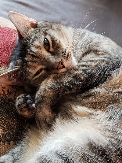 Zoe curled up